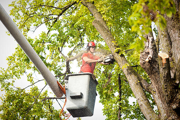 Hebron, MD  Tree Services Company